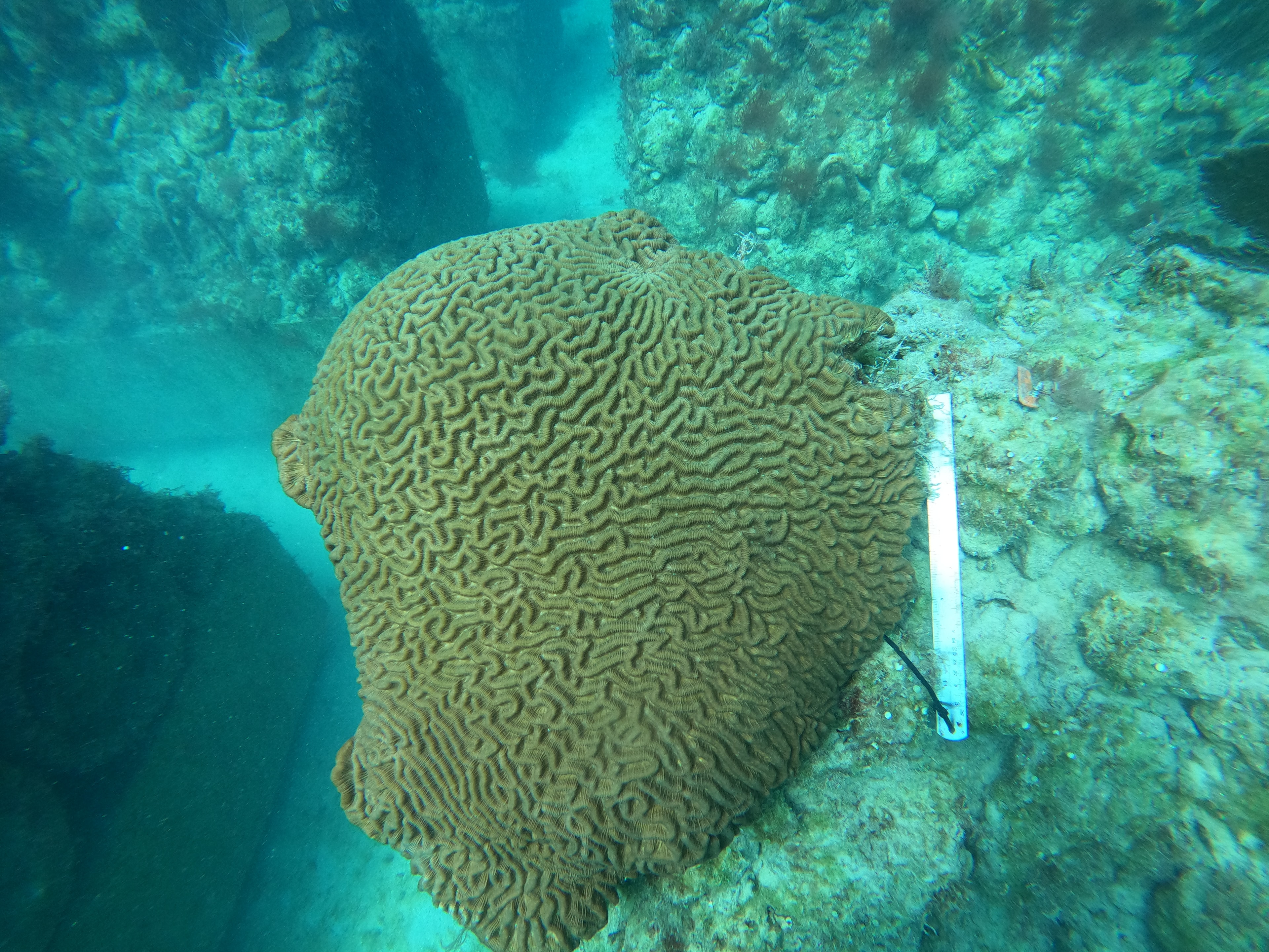 Environmental Mitigation & coral Restoration